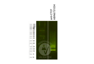 Cleavage Under Targets and Release Using Nuclease validation image for anti-CCCTC-Binding Factor (Zinc Finger Protein) (CTCF) antibody (ABIN6731034) (Recombinant CTCF 抗体)