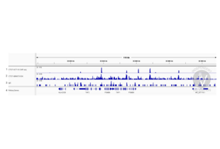 Cleavage Under Targets and Release Using Nuclease validation image for anti-CCCTC-Binding Factor (Zinc Finger Protein) (CTCF) antibody (ABIN6731034) (Recombinant CTCF 抗体)