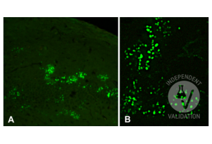 Immunohistochemistry validation image for anti-5-Methylcytosine antibody (ABIN1385081) (5-Methylcytosine 抗体)