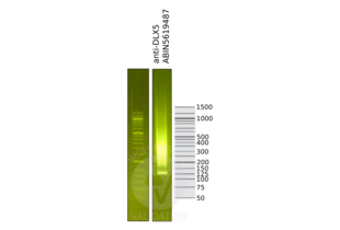 Cleavage Under Targets and Release Using Nuclease validation image for anti-Distal-Less Homeobox 5 (DLX5) (Center) antibody (ABIN5619487) (DLX5 抗体  (Center))