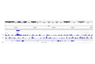 Cleavage Under Targets and Release Using Nuclease validation image for anti-Distal-Less Homeobox 5 (DLX5) (Center) antibody (ABIN5619487) (DLX5 抗体  (Center))