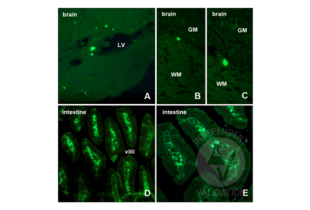 Immunohistochemistry validation image for anti-Bromodeoxyuridine (BrdU) antibody (ABIN2477713) (BrdU 抗体)