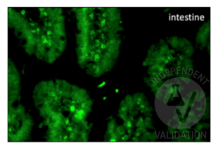 Immunohistochemistry validation image for anti-Bromodeoxyuridine (BrdU) antibody (ABIN2477713) (BrdU 抗体)