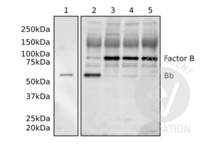 Western Blotting validation image for anti-Complement Factor Bb antibody (ABIN2473066) (Complement Factor Bb 抗体)