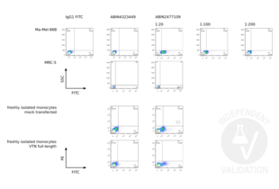 Flow Cytometry validation image for anti-Vitronectin (VTN) antibody (ABIN2477109) (Vitronectin 抗体)