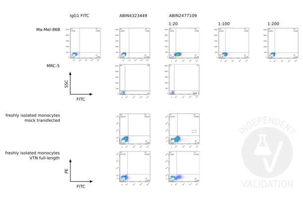 Vitronectin 抗体