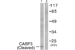 Western blot analysis of extracts from 293 cells, treated with Etoposide (25uM, 60mins), using Caspase 3 (cleaved-Asp175) antibody. (Caspase 3 抗体  (Cleaved-Asp175))