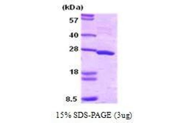 SNAP25 Protein (AA 1-206)