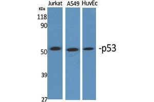 Western Blot (WB) analysis of specific cells using p53 Polyclonal Antibody. (p53 抗体  (Tyr185))