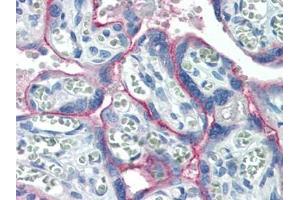 Human Placenta (formalin-fixed, paraffin-embedded) stained with c-Metat 15 µg/ml followed by biotinylated goat anti-rabbit IgG secondary antibody, alkaline phosphatase-streptavidin and chromogen. (c-MET 抗体  (C-Term))