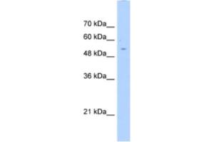 Western Blotting (WB) image for anti-Alanine-Glyoxylate Aminotransferase 2-Like 2 (AGXT2L2) antibody (ABIN2463096) (AGXT2L2 抗体)