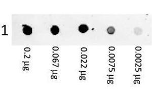 Image no. 1 for Goat anti-Mouse IgG (Whole Molecule) antibody (PE) (ABIN1967814) (山羊 anti-小鼠 IgG (Whole Molecule) Antibody (PE))