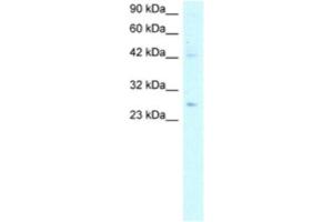 Western Blotting (WB) image for anti-Adiponectin (ADIPOQ) antibody (ABIN2460579) (ADIPOQ 抗体)