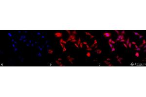 Immunocytochemistry/Immunofluorescence analysis using Rat Anti-TCP1-alpha Monoclonal Antibody, Clone 91a . (TCP1 alpha/CCTA 抗体  (C-Term) (Atto 488))