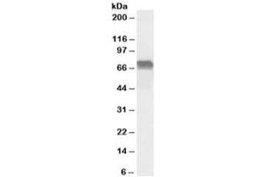 Western blot testing of Daudi lysate with LMO6 antibody at 0. (PRICKLE3 抗体)