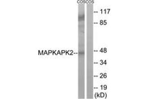 Western Blotting (WB) image for anti-Mitogen-Activated Protein Kinase-Activated Protein Kinase 2 (MAPKAPK2) (AA 238-287) antibody (ABIN2889150) (MAPKAP Kinase 2 抗体  (AA 238-287))