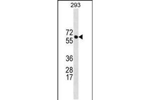 Western blot analysis in 293 cell line lysates (35ug/lane). (BRAP 抗体  (N-Term))