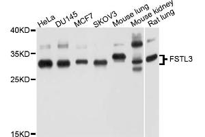 Western blot analysis of extracts of various cell lines, using FSTL3 antibody (ABIN5997748) at 1/1000 dilution. (FSTL3 抗体)