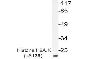 Western blot (WB) analysis of p-Histone H2A. (H2AFX 抗体  (pSer139))