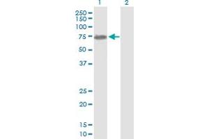 Western Blot analysis of NEFL expression in transfected 293T cell line by NEFL MaxPab polyclonal antibody. (NEFL 抗体  (AA 1-543))