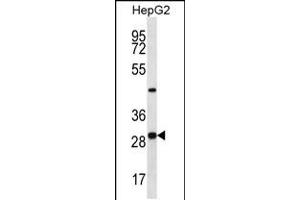 Western blot analysis in HepG2 cell line lysates (35ug/lane). (PROSC 抗体  (C-Term))