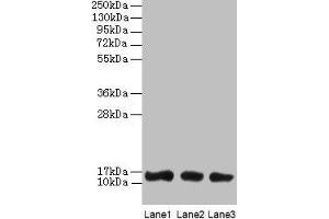 Western blot All lanes: LGALS1 antibody at 2 μg/mL Lane 1: HL60 whole cell lysate Lane 2: NIH/3T3 whole cell lysate Lane 3: HepG2 whole cell lysate Secondary Goat polyclonal to rabbit IgG at 1/10000 dilution Predicted band size: 15 kDa Observed band size: 15 kDa (LGALS1/Galectin 1 抗体  (AA 2-135))