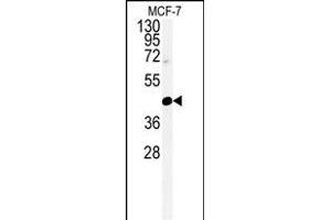 Western blot analysis of CENPN Antibody (C-term) (ABIN651105 and ABIN2840073) in MCF-7 cell line lysates (35 μg/lane). (CENPN 抗体  (C-Term))