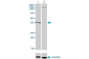 Western Blotting (WB) image for anti-Necdin Homolog (Mouse) (NDN) (AA 222-321) antibody (ABIN518218)