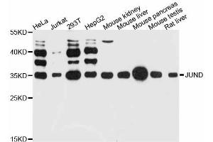 Western blot analysis of extracts of various cell lines, using JUND antibody (ABIN5998026) at 1:3000 dilution. (JunD 抗体)