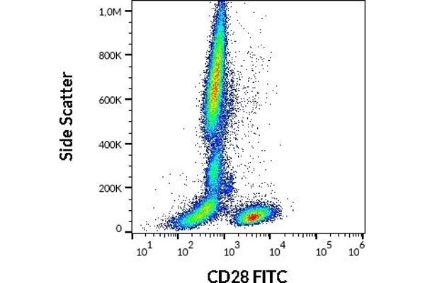 CD28 抗体  (FITC)