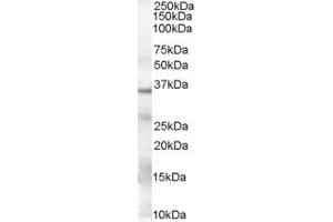 Western Blotting (WB) image for anti-Glyceraldehyde-3-Phosphate Dehydrogenase (GAPDH) (AA 92-103) antibody (ABIN294540) (GAPDH 抗体  (AA 92-103))