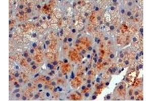 Image no. 1 for anti-Proopiomelanocortin (POMC) (C-Term) antibody (ABIN374549) (POMC 抗体  (C-Term))