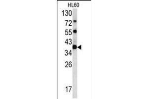 Western blot analysis of CLNS1A antibody in HL60 cell line lysates (35ug/lane) (CLNS1A 抗体  (C-Term))