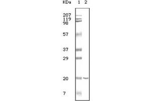 Western Blotting (WB) image for anti-CD19 Molecule (CD19) antibody (ABIN1105970) (CD19 抗体)