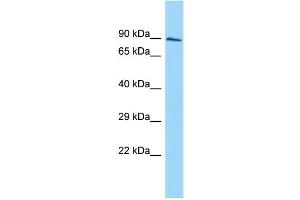 Host: Rabbit Target Name: SH3D19 Sample Type: PANC1 Whole Cell lysates Antibody Dilution: 1. (SH3D19 抗体  (C-Term))