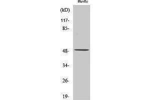 Western Blot analysis of various cells using Caspase12 Polyclonal Antibody diluted at 1:500. (Caspase 12 抗体  (Internal Region))