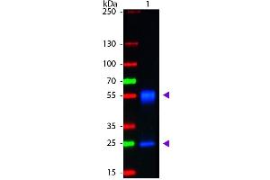 Western Blot of Goat anti-Mouse IgG Fluorescein Conjugated Antibody. (山羊 anti-小鼠 IgG (Heavy & Light Chain) Antibody (FITC) - Preadsorbed)