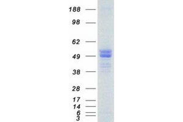 HTRA1 Protein (Myc-DYKDDDDK Tag)