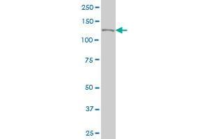 CAND1 monoclonal antibody (M03), clone 2D7 Western Blot analysis of CAND1 expression in Hela S3 NE . (CAND1 抗体  (AA 1-100))