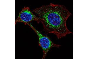 Fluorescent confocal image of HeLa cells stained with IFITM3 (N-term) antibody. (IFITM3 抗体  (N-Term))