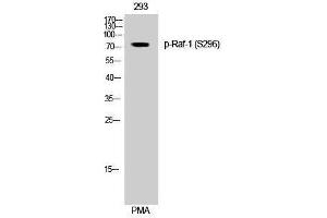 Western Blotting (WB) image for anti-V-Raf-1 Murine Leukemia Viral Oncogene Homolog 1 (RAF1) (pSer296) antibody (ABIN3173249) (RAF1 抗体  (pSer296))