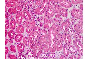 Anti-GAPDH antibody IHC staining of human kidney. (GAPDH 抗体  (AA 279-290))