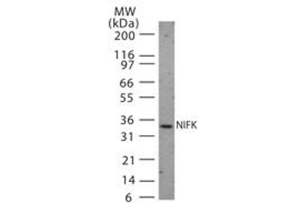 NIFK 抗体  (AA 144-160)