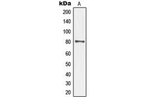 Western blot analysis of TAU (pS235) expression in mouse brain (A) whole cell lysates. (tau 抗体  (C-Term, pSer235))