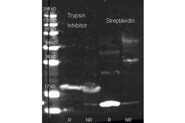 Streptavidin 抗体  (FITC)