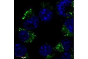Immunocytochemistry (ICC) image for anti-Tubulin, beta 3 (TUBB3) (N-Term) antibody (FITC) (ABIN93912)