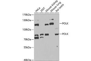 Western blot analysis of extracts of various cell lines, using POLK antibody (ABIN6128477, ABIN6145899, ABIN6145903 and ABIN6221718) at 1:1000 dilution. (POLK 抗体  (AA 1-260))