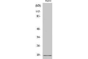 Western Blot analysis of HuvEc cells using Calmodulin Polyclonal Antibody diluted at 1:2000. (Calmodulin 1 抗体)