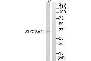 Western blot analysis of extracts from HeLa cells, using SLC25A11 antibody. (SLC25A11 抗体  (Internal Region))