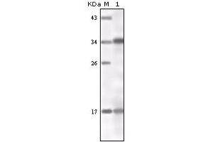 Image no. 1 for anti-Interferon gamma (IFNG) antibody (ABIN466769) (Interferon gamma 抗体)